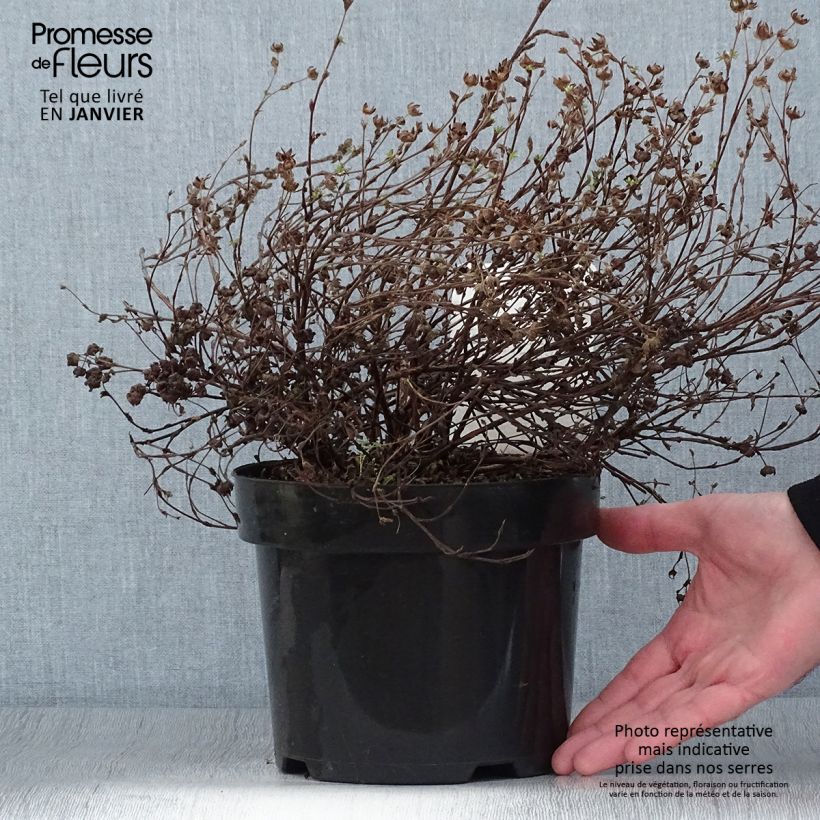 Potentilla fruticosa Medicine Wheel Mountain Maceta 2L/3L Ejemplar entregado en invierno