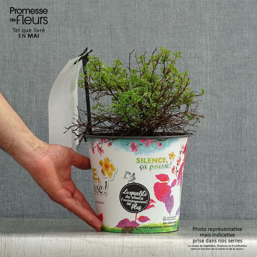 Potentilla fruticosa Orangissima Maceta 4L/5L Ejemplar entregado en la primavera