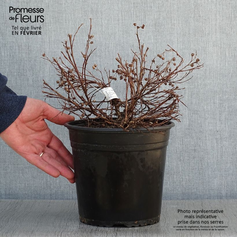 Potentilla fruticosa Solar'issima Maceta 4L/5L Ejemplar entregado en invierno