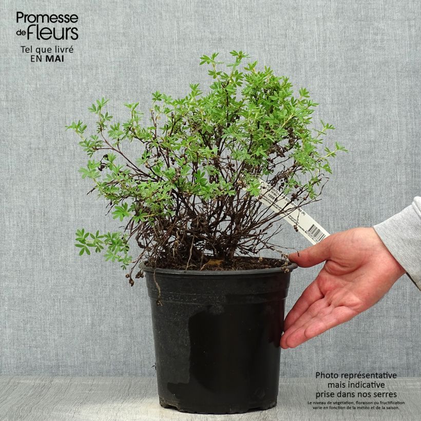 Potentilla fruticosa Solar'issima Maceta 4L/5L Ejemplar entregado en la primavera