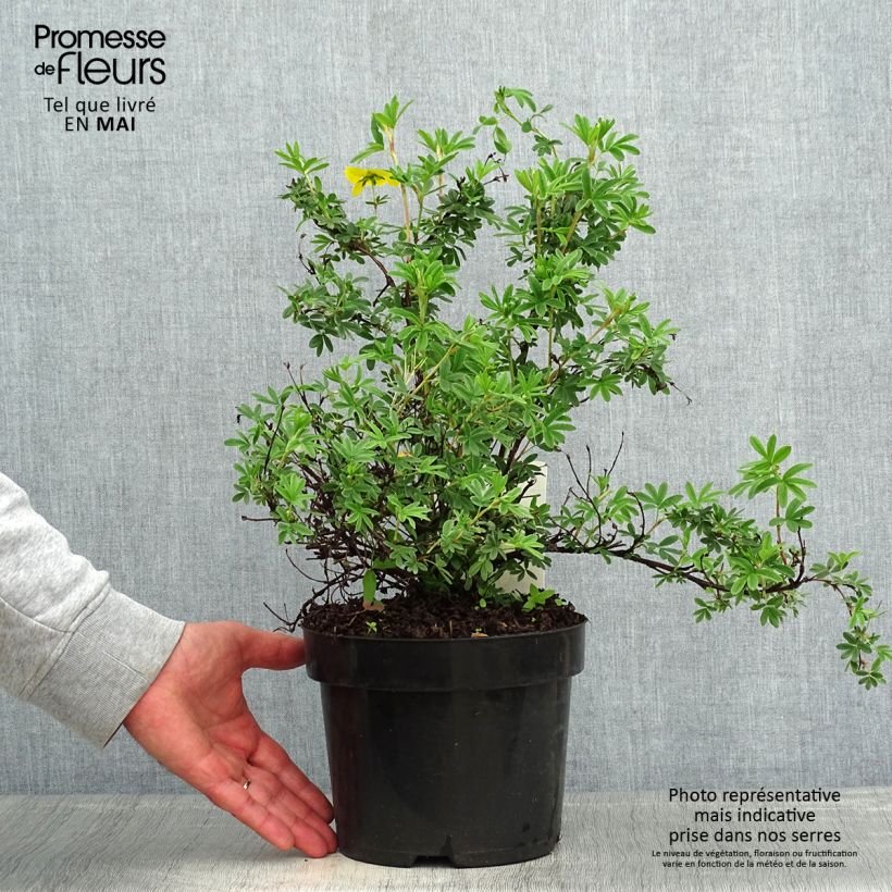 Potentilla fruticosa Sommerflor Maceta 2L/3L Ejemplar entregado en la primavera