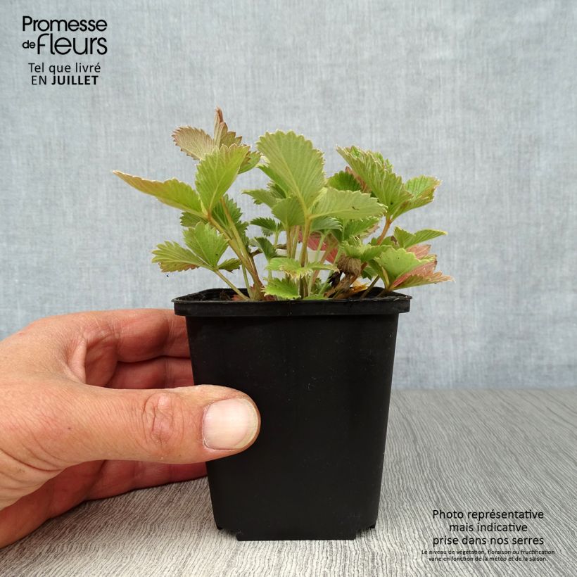 Ejemplar de Potentilla atrosanguinea Maceta de 8/9 cm entregado en verano
