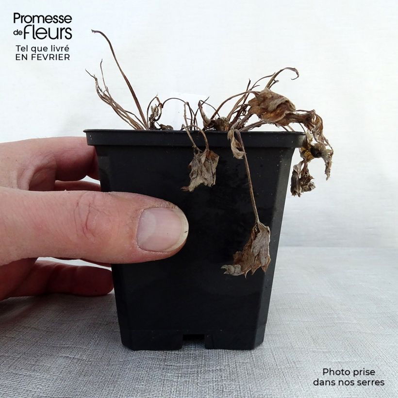 Potentilla atrosanguinea Maceta de 8/9 cm Ejemplar entregado en invierno