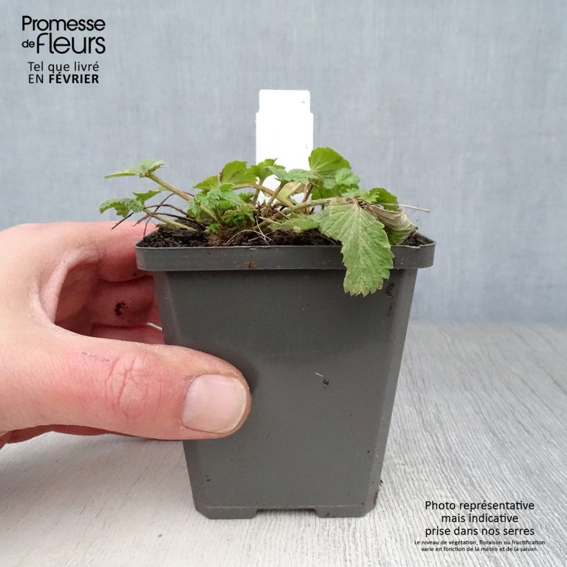 Potentilla Gibson s Scarlet Maceta de 8/9 cm Ejemplar entregado en invierno