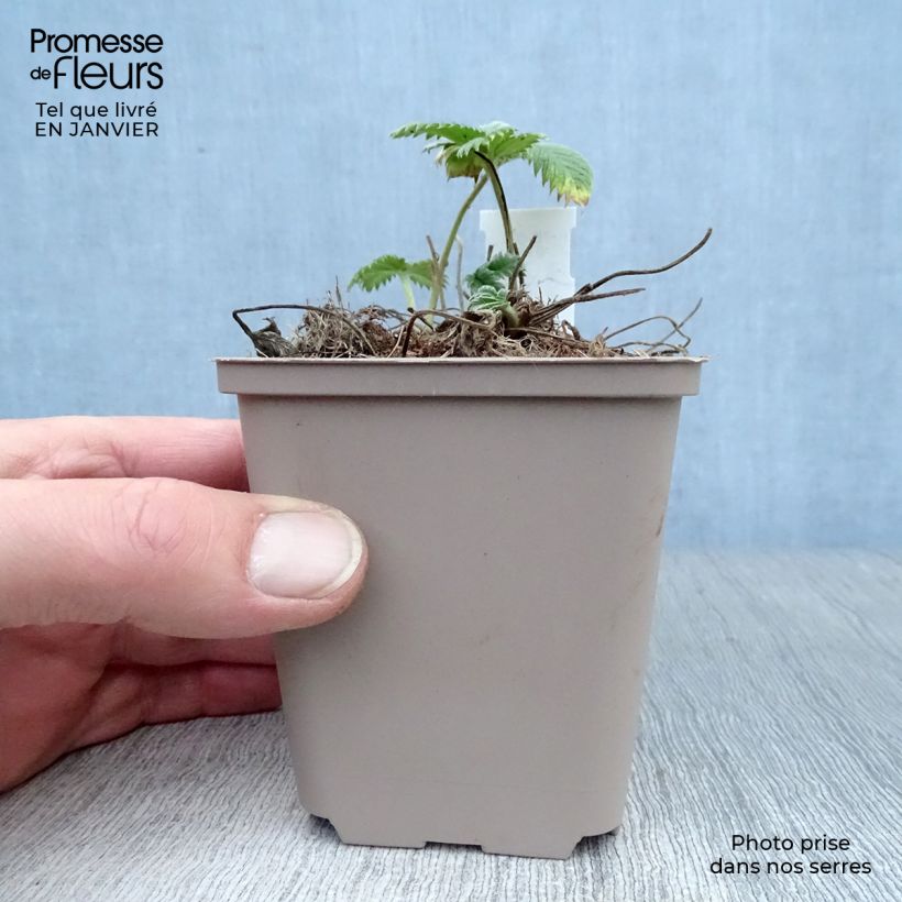 Potentilla William Rollisson Maceta de 8/9 cm Ejemplar entregado en invierno