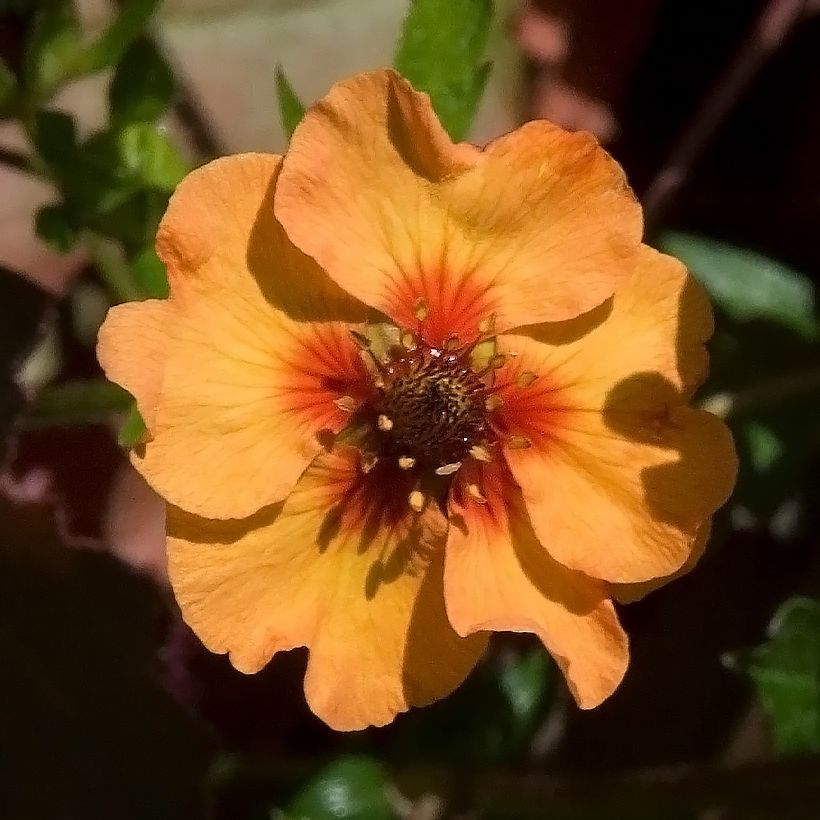 Potentilla tonguei (Floración)