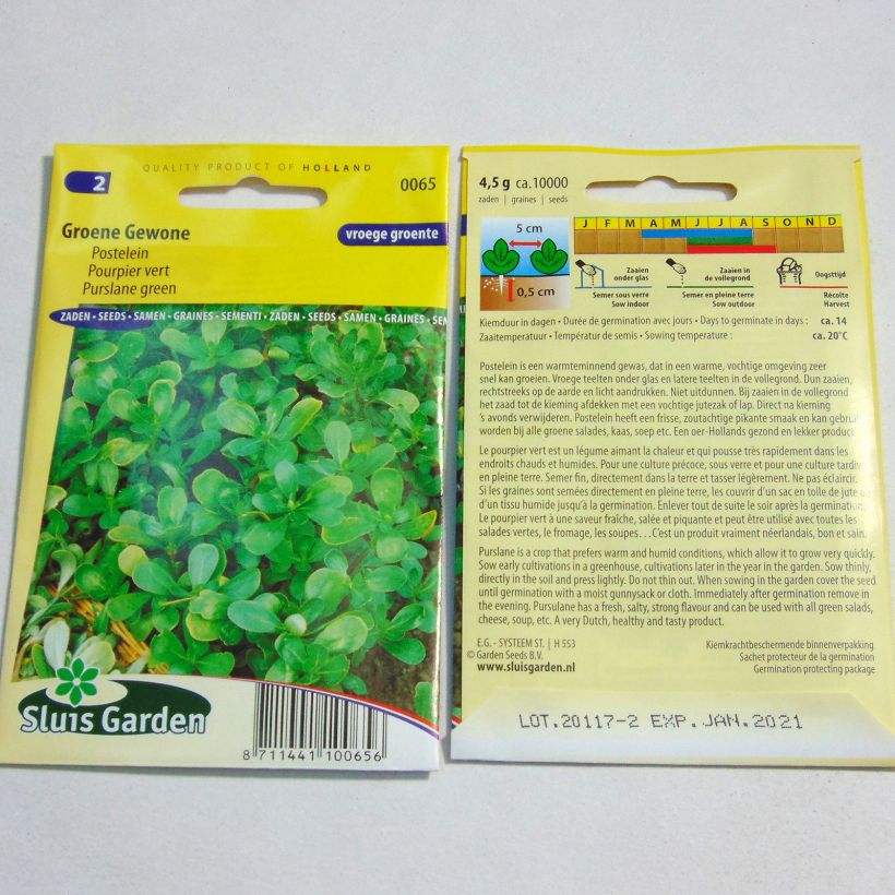 Ejemplo de ejemplar de Verdolaga común - Portulaca oleracea saco de 10000 semillas (4g) tal y como se entrega