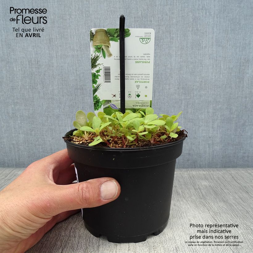 Verdolaga común (plantas) Maceta 1,5L/2L Ejemplar entregado en la primavera