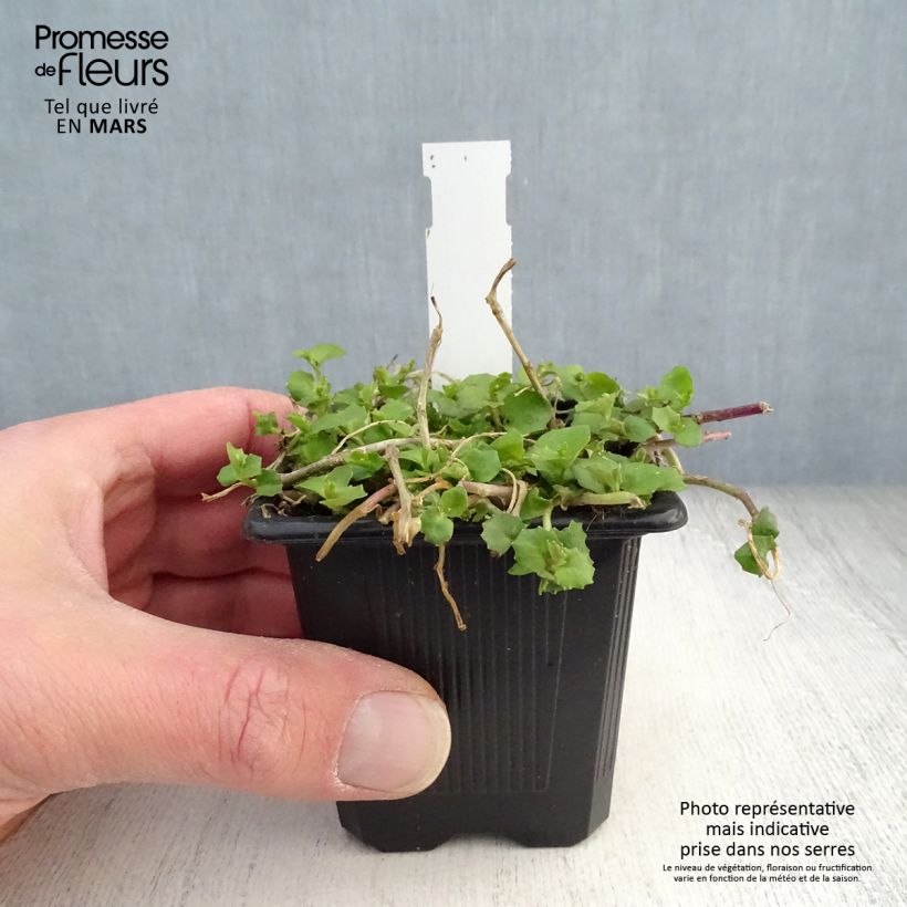 Pratia pedunculata Alba Maceta de 8/9 cm Ejemplar entregado en la primavera