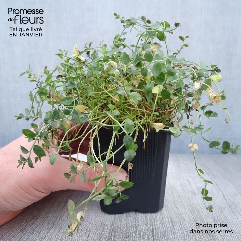 Pratia pedunculata County Park Maceta de 8/9 cm Ejemplar entregado en invierno