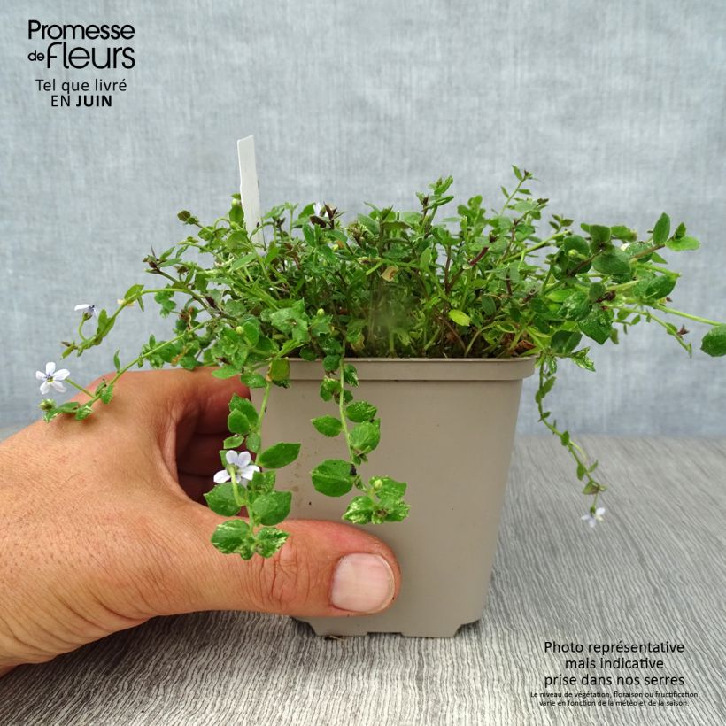 Ejemplar de Pratia pedunculata Maceta de 8/9 cm entregado en verano
