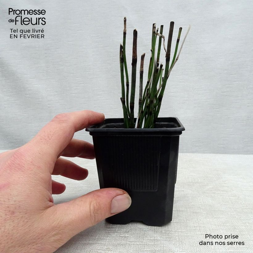 Equisetum hyemale - Cola de caballo de invierno Maceta de 8/9 cm Ejemplar entregado en invierno