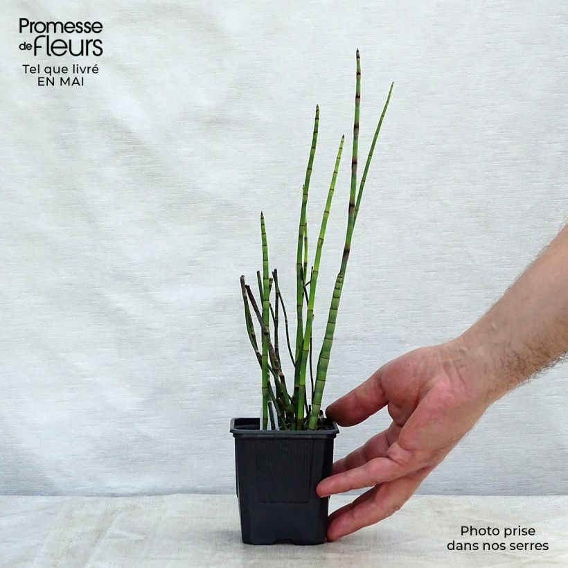Equisetum hyemale - Cola de caballo de invierno Maceta de 8/9 cm Ejemplar entregado en la primavera