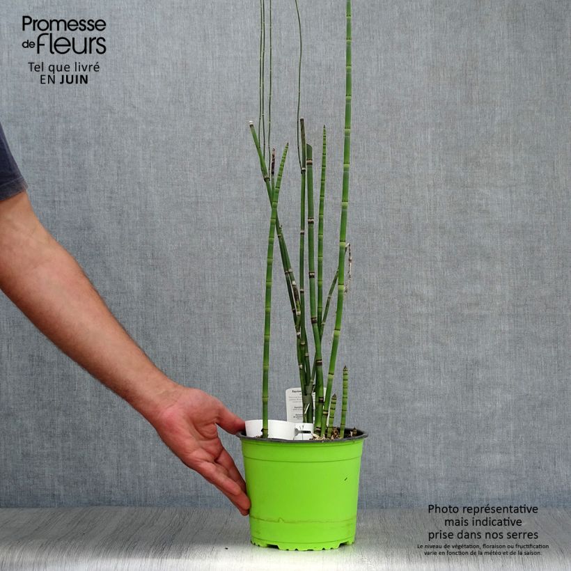 Ejemplar de Equisetum hyemale - Cola de caballo de invierno Maceta 2L/3L entregado en verano