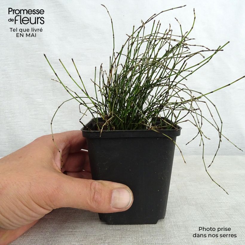 Equisetum scirpoides - Cola de caballo de junco Maceta de 8/9 cm Ejemplar entregado en la primavera