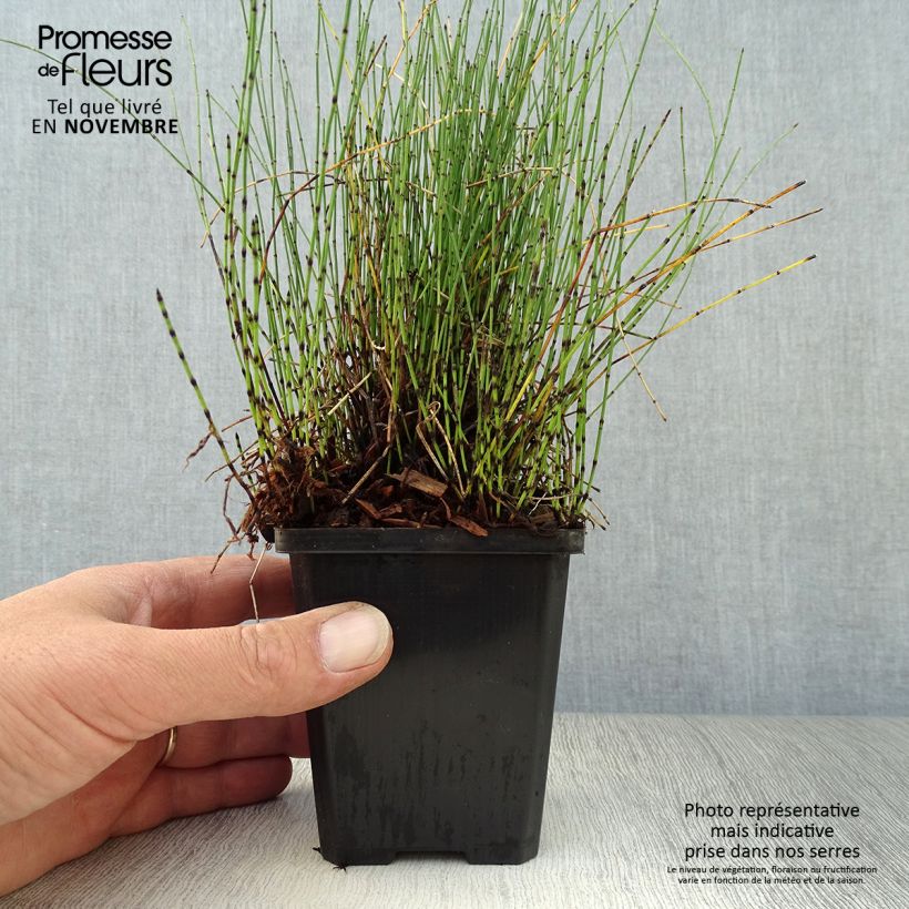 Ejemplar de Equisetum scirpoides - Cola de caballo de junco Maceta de 8/9 cm entregado en otoño