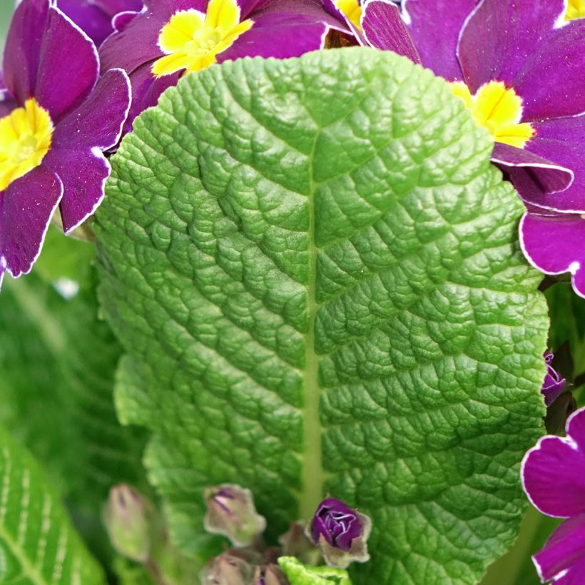 Primula elatior Veristar Late Twinkle Violet (Follaje)