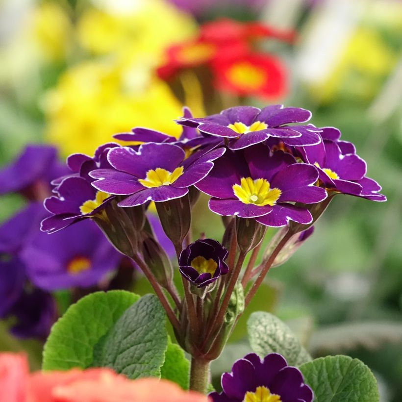 Primula elatior Veristar Late Twinkle Violet (Floración)
