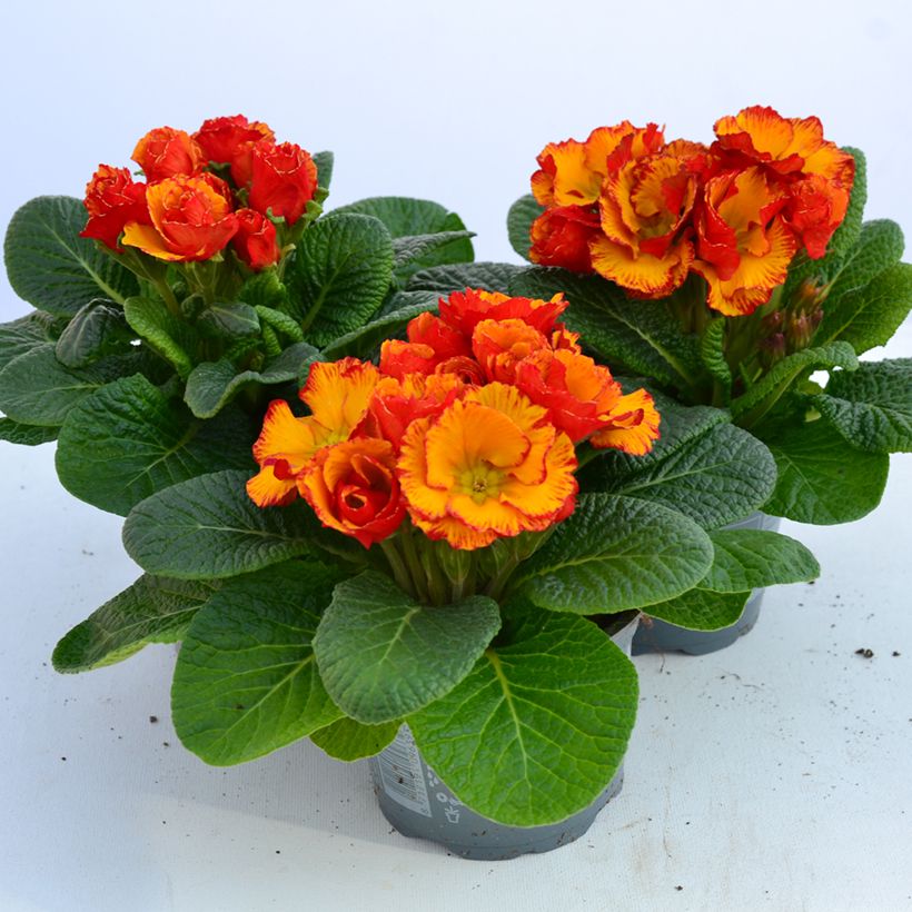 Prímula Chinese New Year - Primula acaulis (Floración)