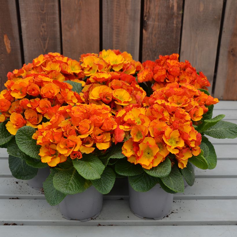 Prímula Chinese New Year - Primula acaulis (Porte)