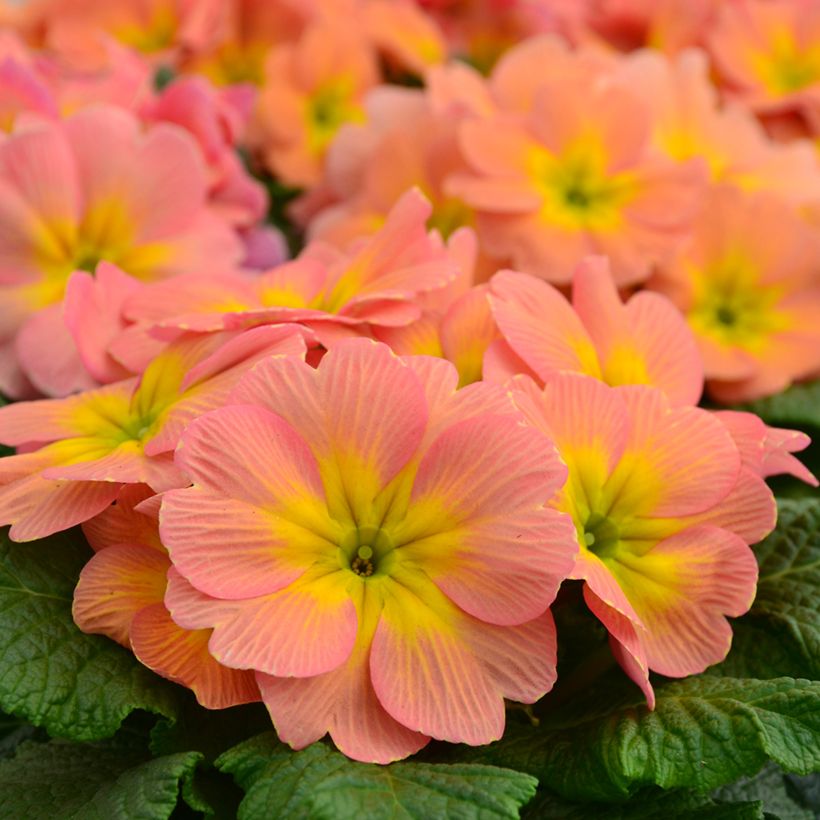 Prímula Mango - Primula vulgaris (Floración)
