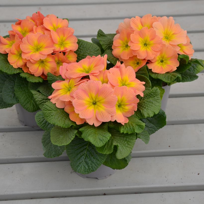 Prímula Mango - Primula vulgaris (Porte)