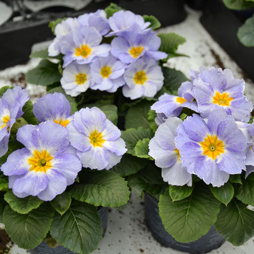 Prímula Porcelain Blue - Primula vulgaris (Porte)