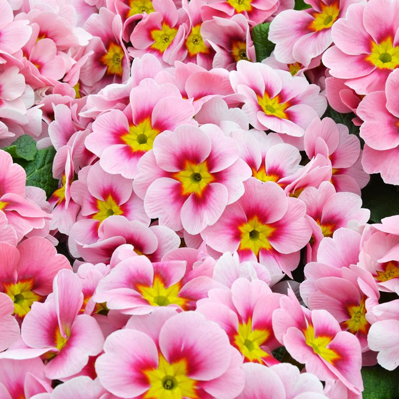 Prímula Ringostar Cherryblossom - Primula acaulis (Floración)
