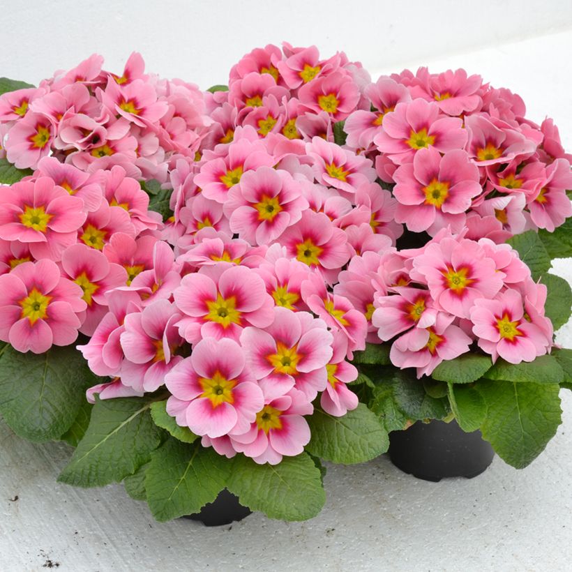 Prímula Ringostar Cherryblossom - Primula acaulis (Porte)