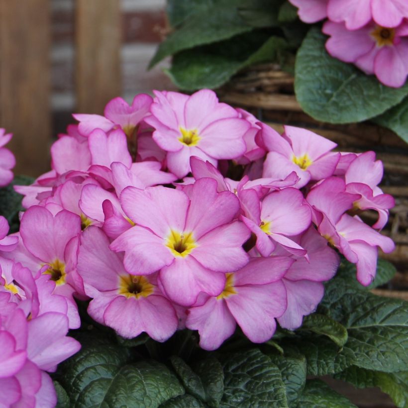 Prímula Woodland Rose - Primula acaulis (Floración)