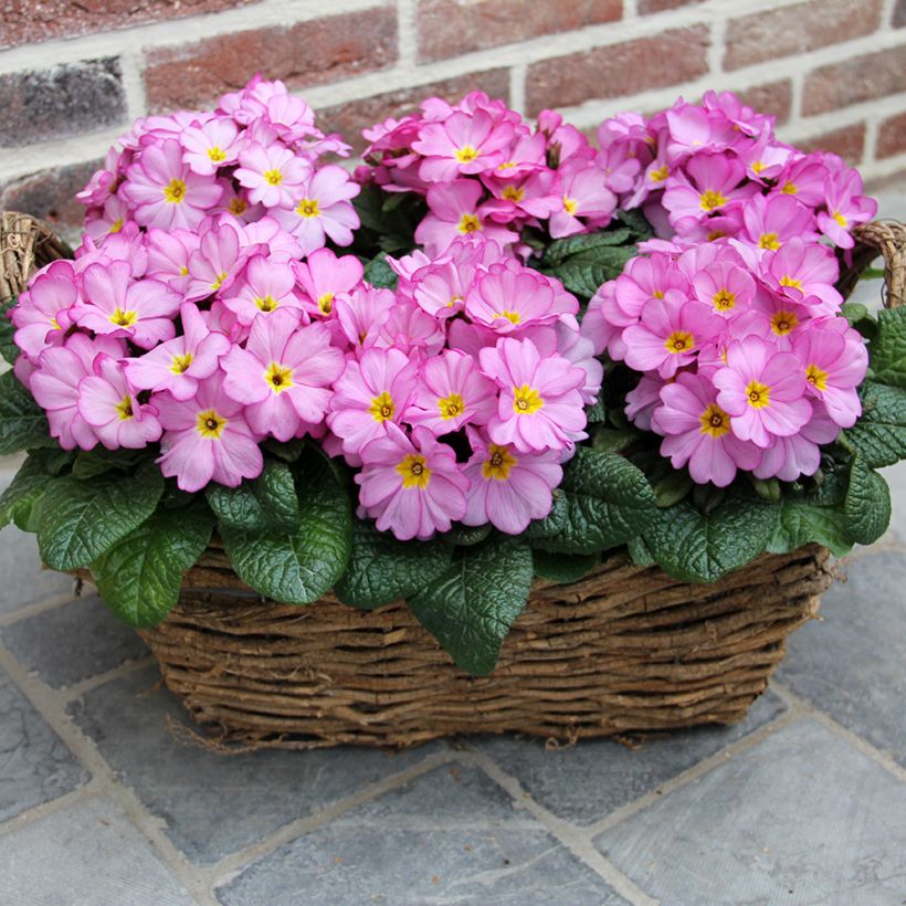 Prímula Woodland Rose - Primula acaulis (Porte)