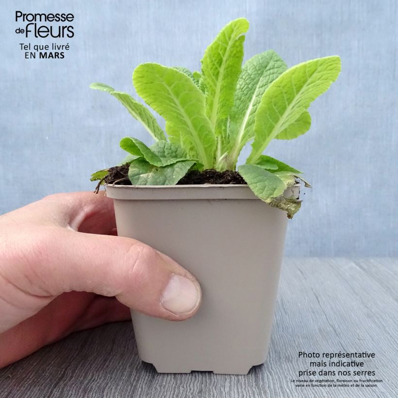 Primula Elizabeth Killelay Maceta de 8/9 cm Ejemplar entregado en la primavera