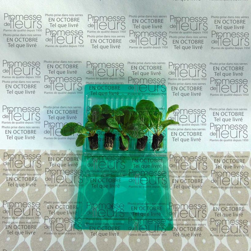Ejemplo de ejemplar de Primula vulgaris F1 Starflame Mix minicepellón: Ø 1,5/2,5 cm tal y como se entrega