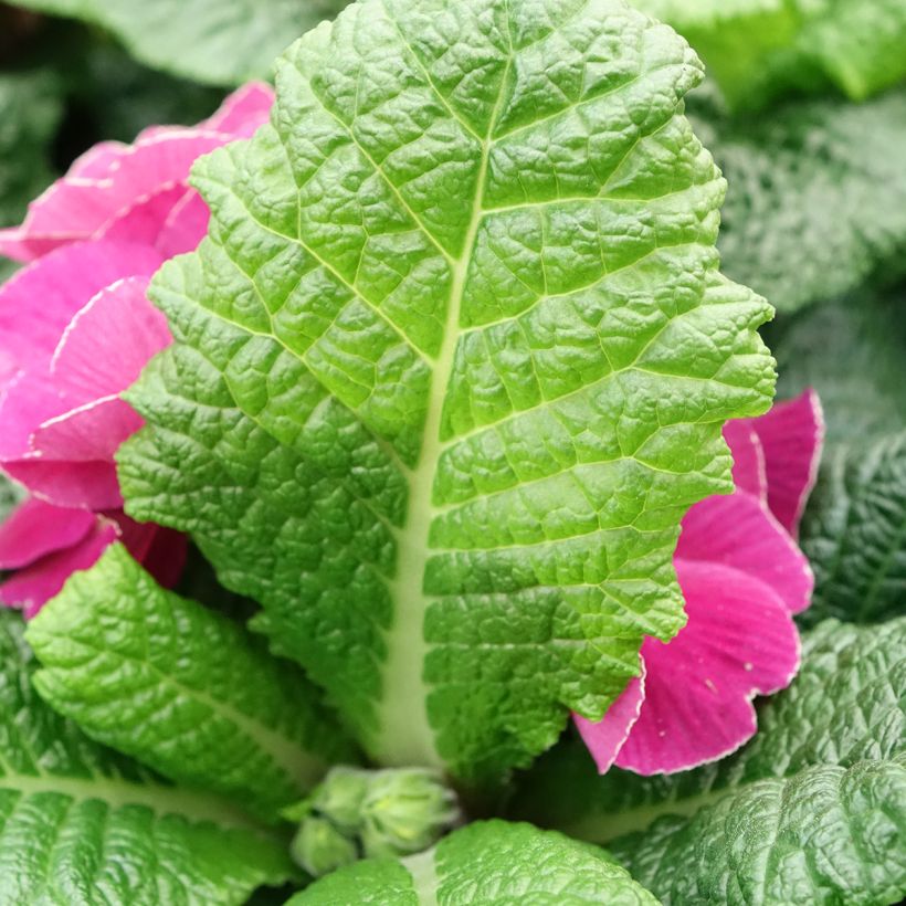 Primula pubescens Plums & Custard (Follaje)
