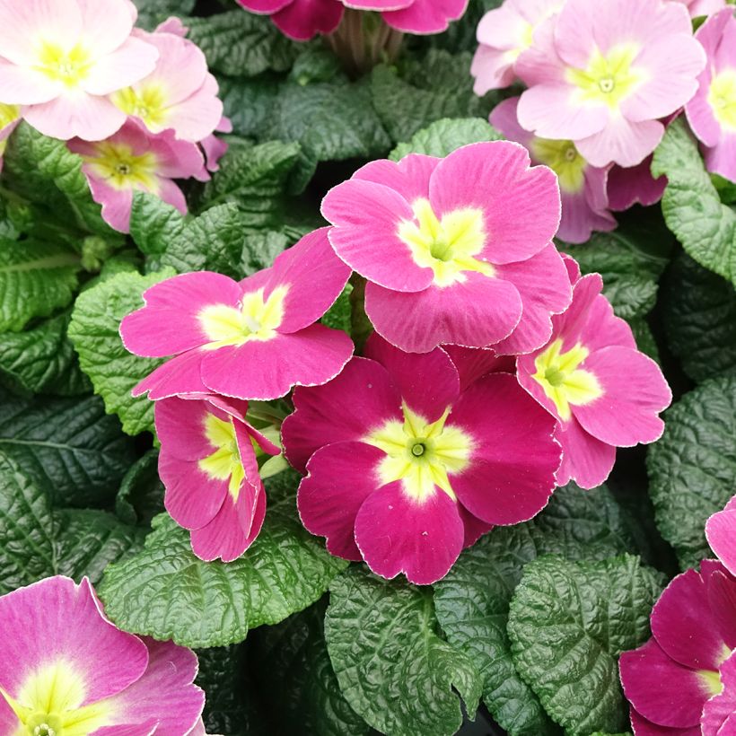 Primula pubescens Plums & Custard (Floración)