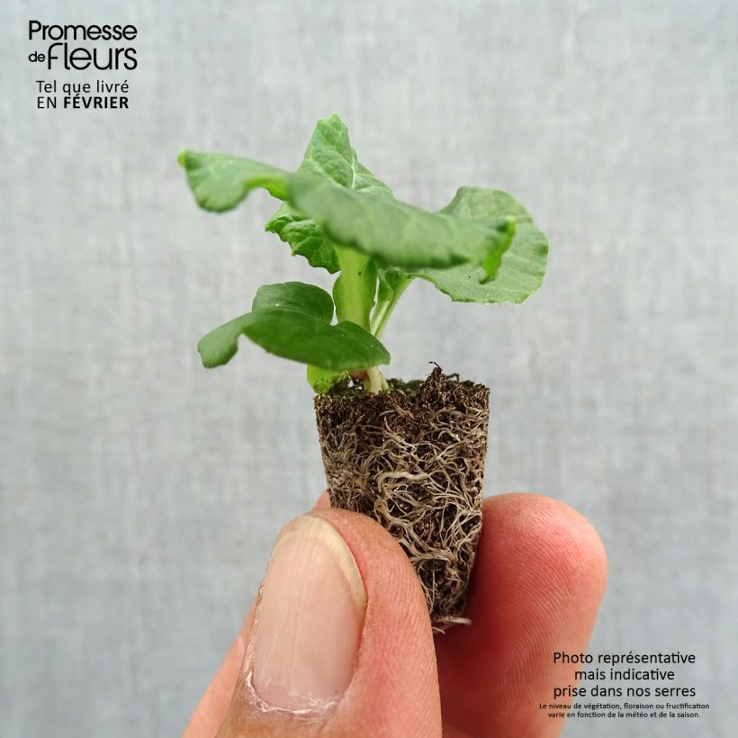 Ejemplar de Primula eliator Black Laced minicepellón: Ø 1,5/2,5 cm entregado en otoño