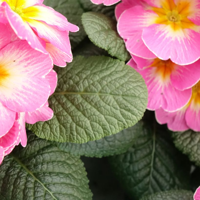 Primula vulgaris Lipstick (Follaje)