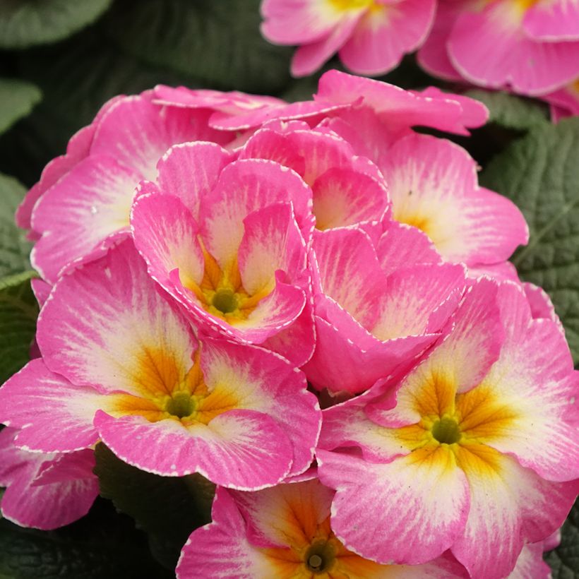 Primula vulgaris Lipstick (Floración)