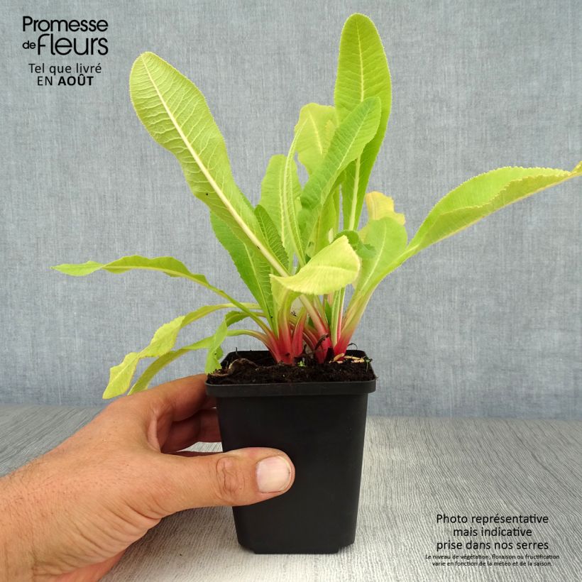 Ejemplar de Primula denticulata Alba Maceta de 8/9 cm entregado en verano