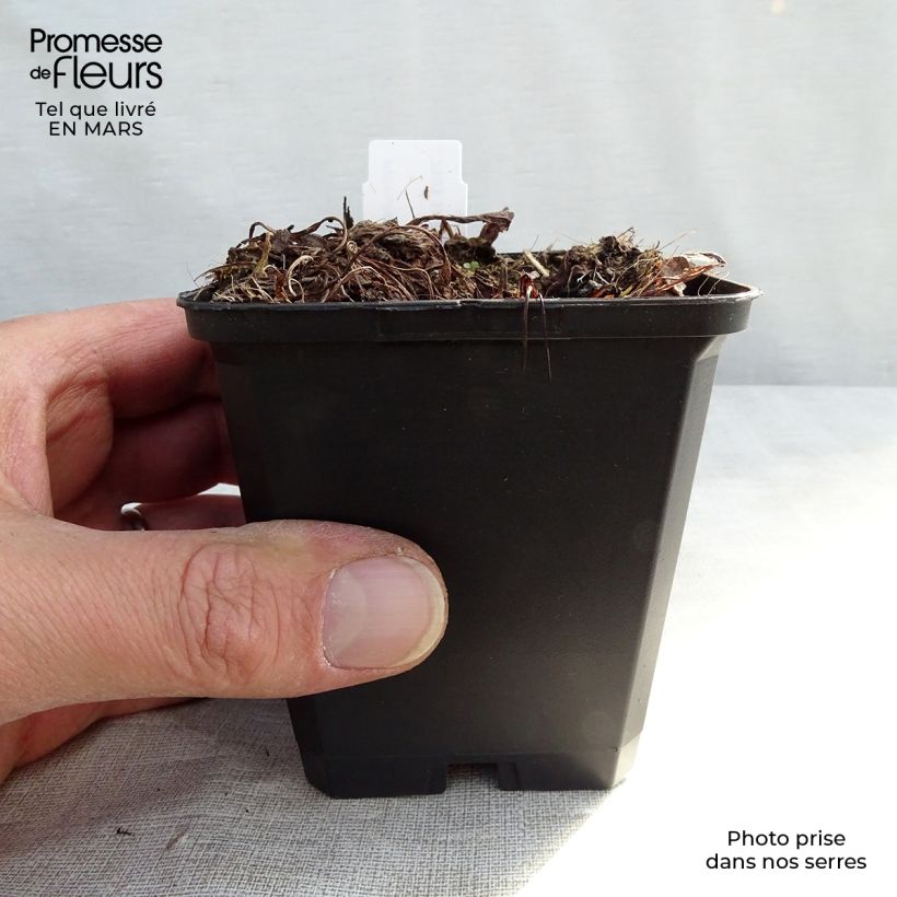 Primula denticulata Alba Maceta de 8/9 cm Ejemplar entregado en invierno