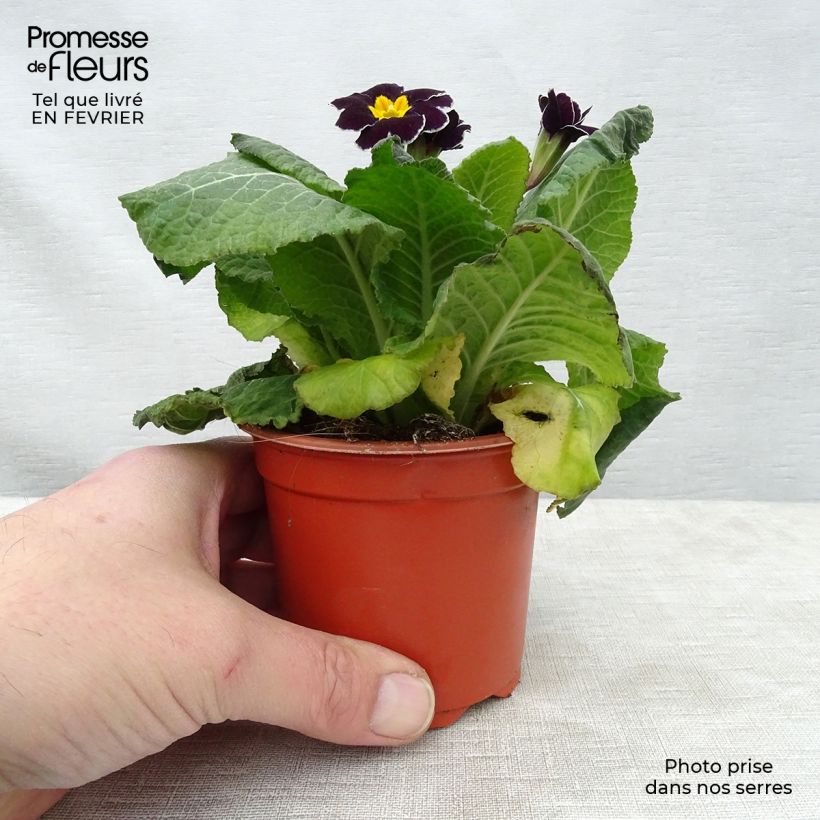 Primula eliator Black Laced Maceta de 8/9 cm Ejemplar entregado en invierno