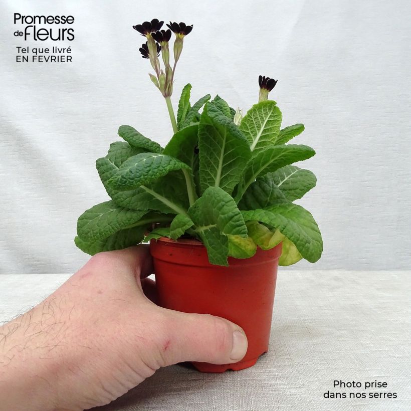 Primula eliator Mister Silver Laced Maceta de 8/9 cm Ejemplar entregado en invierno