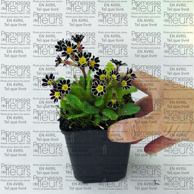 Ejemplo de ejemplar de Primula eliator Victoriana Silver Lace Black Maceta de 8/9 cm tal y como se entrega
