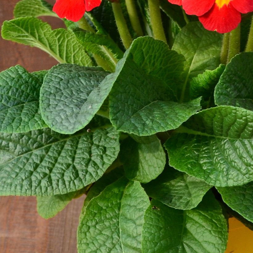 Primula eliator Veristar Late Red F1 (Follaje)