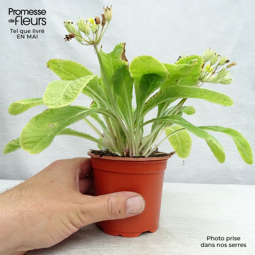 Primula eliator Veristar Lemon Maceta de 8/9 cm Ejemplar entregado en la primavera