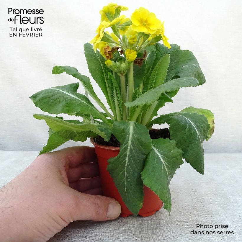 Primula eliator Veristar Yellow Maceta de 8/9 cm Ejemplar entregado en invierno