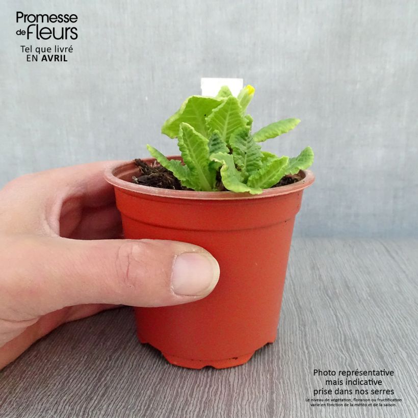 Primula eliator Veristar Yellow Maceta de 8/9 cm Ejemplar entregado en la primavera