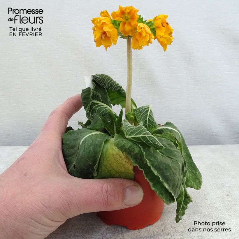 Primula eliator Veristar Yellow Gold Maceta de 8/9 cm Ejemplar entregado en invierno