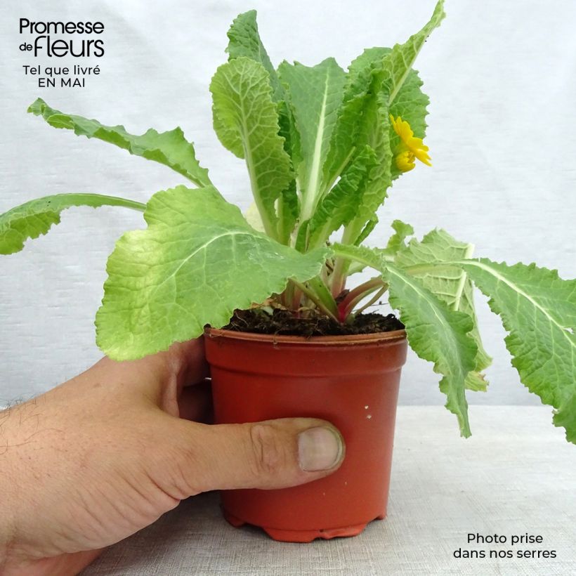 Primula eliator Veristar Yellow Gold Maceta de 8/9 cm Ejemplar entregado en la primavera