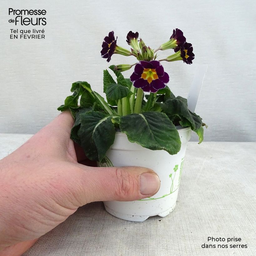 Primula eliator Violet Laced Maceta de 8/9 cm Ejemplar entregado en invierno